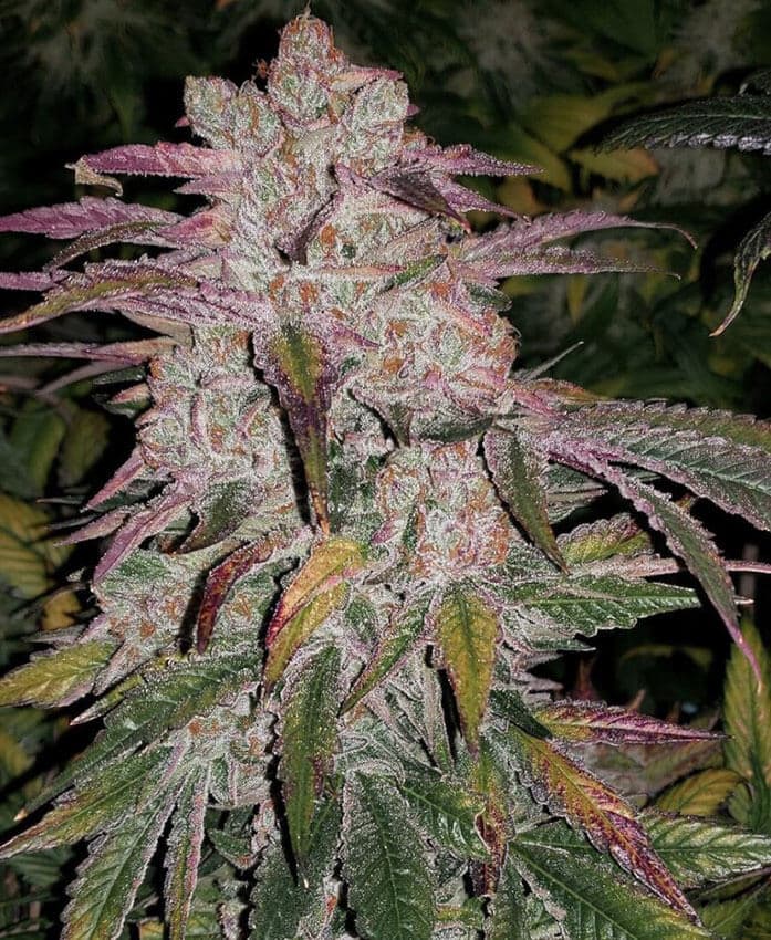 Purple Thai Seeds purple thai cannabis seeds purple thai cannabis seeds