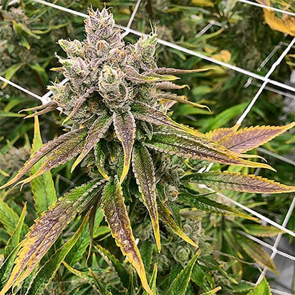 Purple Thai Seeds purple thai marijuana seeds purple thai marijuana seeds