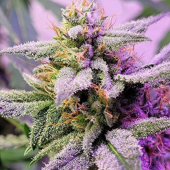 Purple Thai Seeds purple thai seeds purple thai seeds