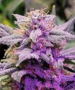 Purple Thai Seeds purple thai weed seeds purple thai weed seeds