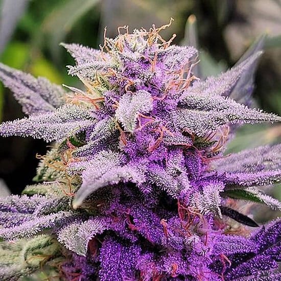 Purple Thai Seeds purple thai weed seeds purple thai weed seeds
