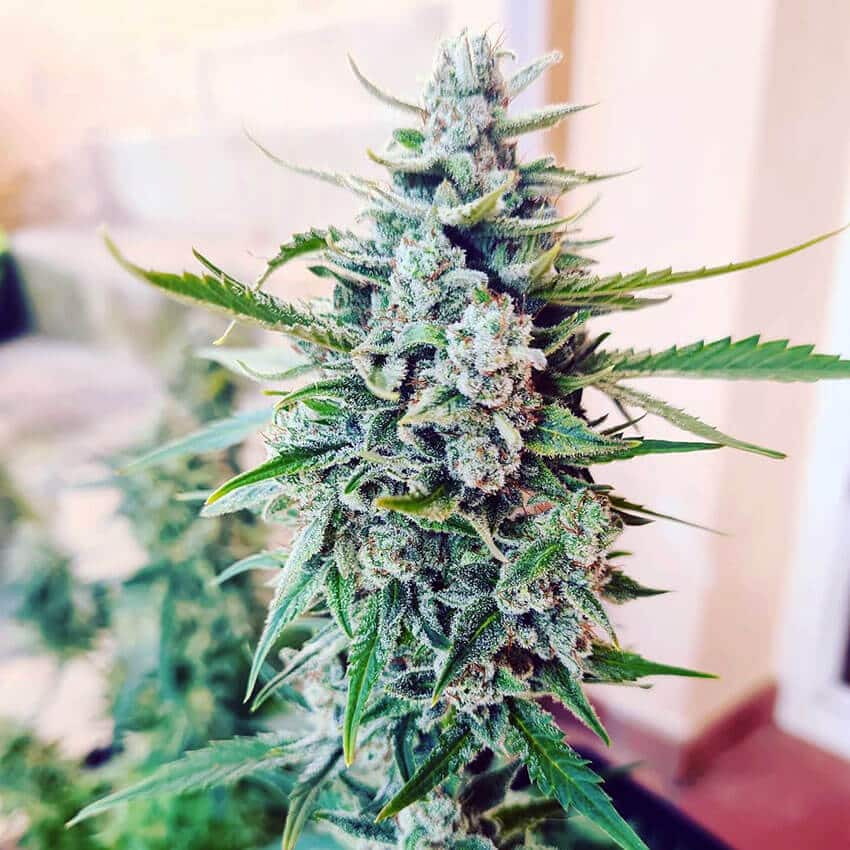 Somango Seeds somango seeds somango seeds