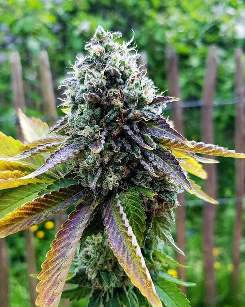 Somango Seeds somango weed seeds somango weed seeds