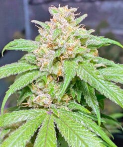 Somango Seeds somango weed strain somango weed strain