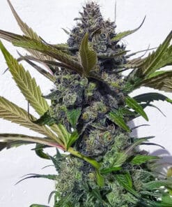 Blueberry Fast Flowering Seeds blueberry fast flowering seeds blueberry fast flowering seeds