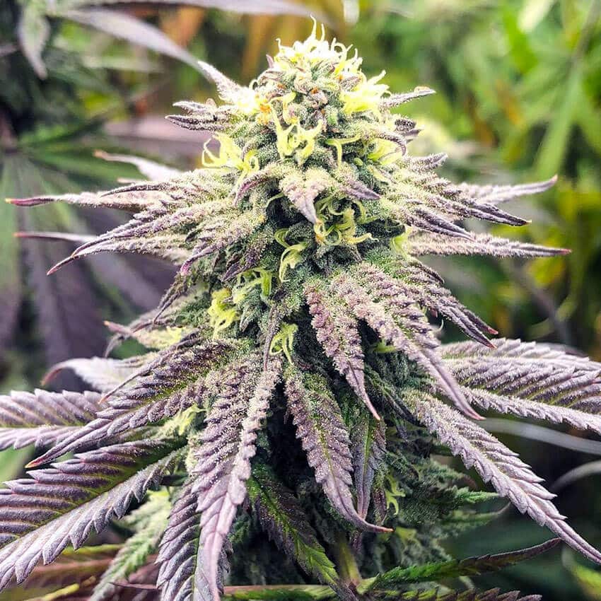 Blueberry Fast Flowering Seeds blueberry fast seeds blueberry fast seeds
