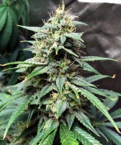 fast blueberry cannabis seeds