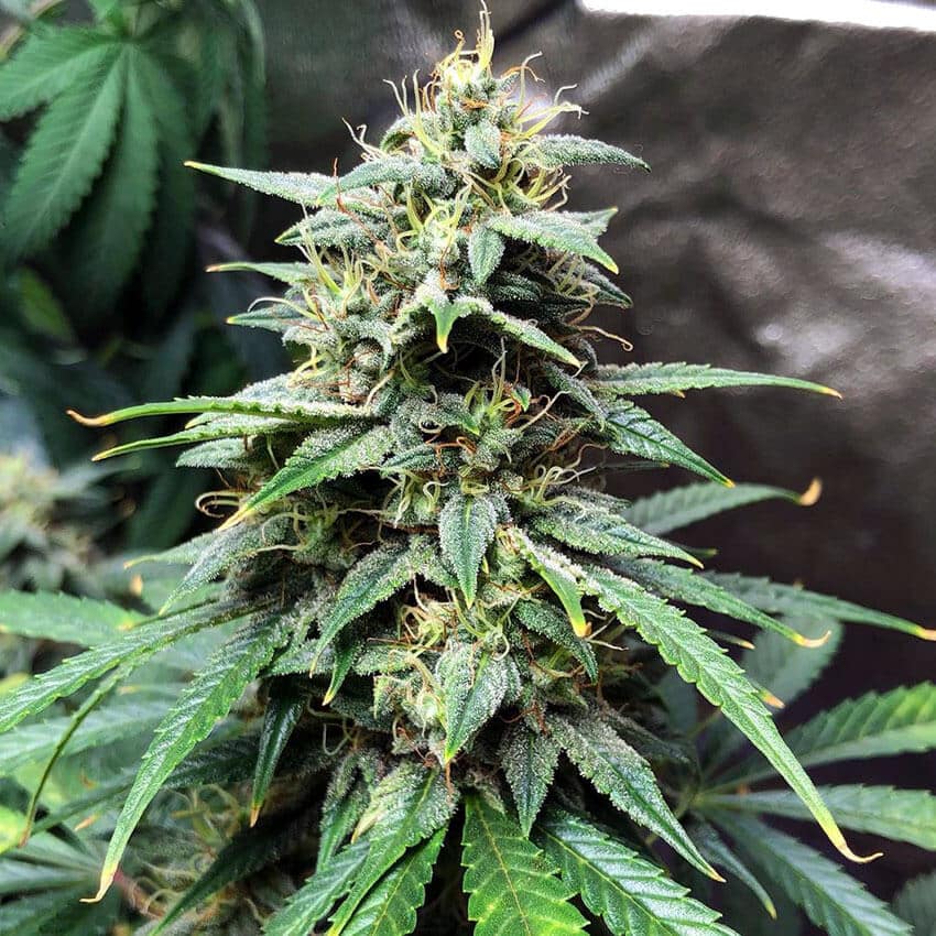 Blueberry Fast Flowering Seeds fast blueberry cannabis seeds fast blueberry cannabis seeds