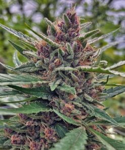 Blueberry Fast Flowering Seeds fast blueberry weed seeds fast blueberry weed seeds