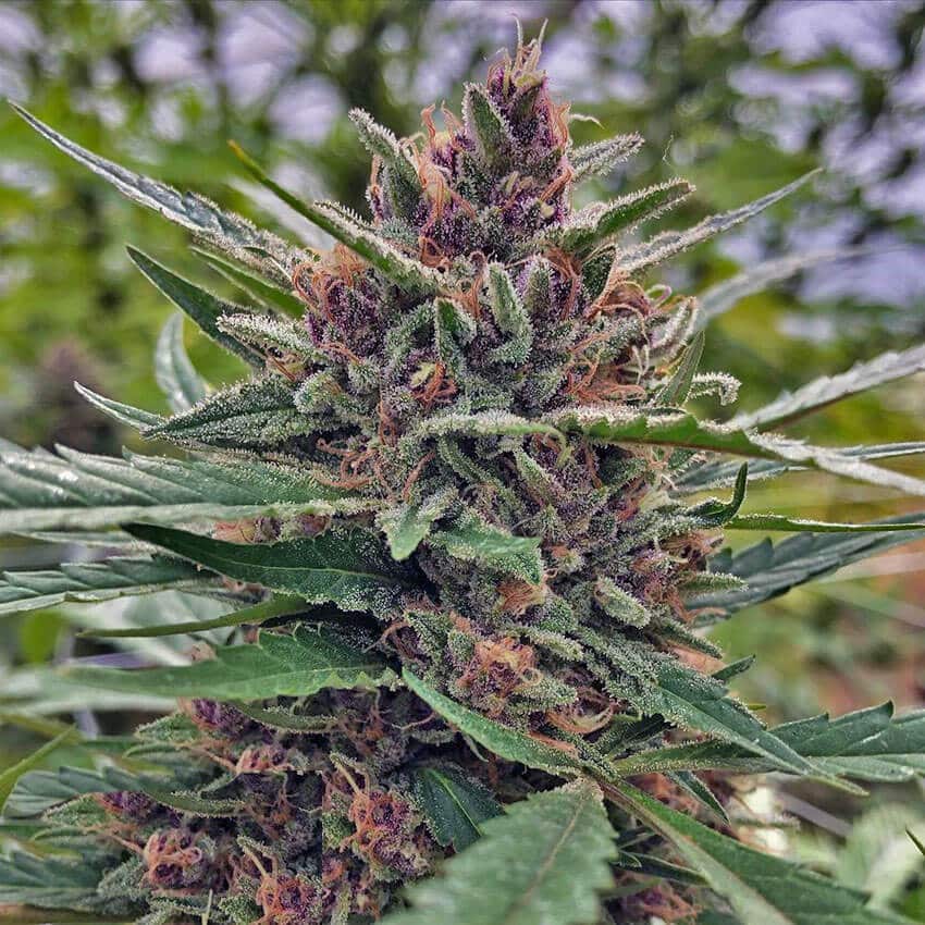 Blueberry Fast Flowering Seeds fast blueberry weed seeds fast blueberry weed seeds
