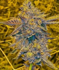 ice cream cake seeds