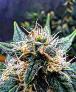 feminized. pineapple auto