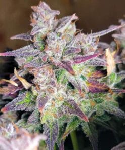 pineapple og autoflowering