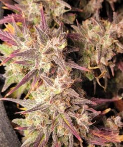 seedbank pineapple auto