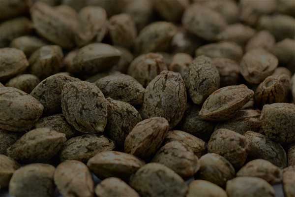 BEST SELLING CANNABIS SEEDS