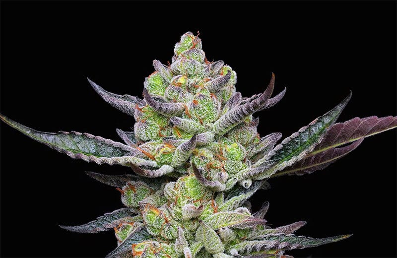 feminized cannabis seeds usa