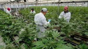 California Cannabis Seeds