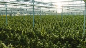 illinois cannabis seeds chicago weed seeds