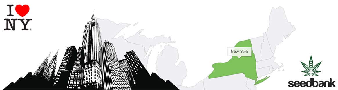 ny seed bank new york cannabis seeds nyc