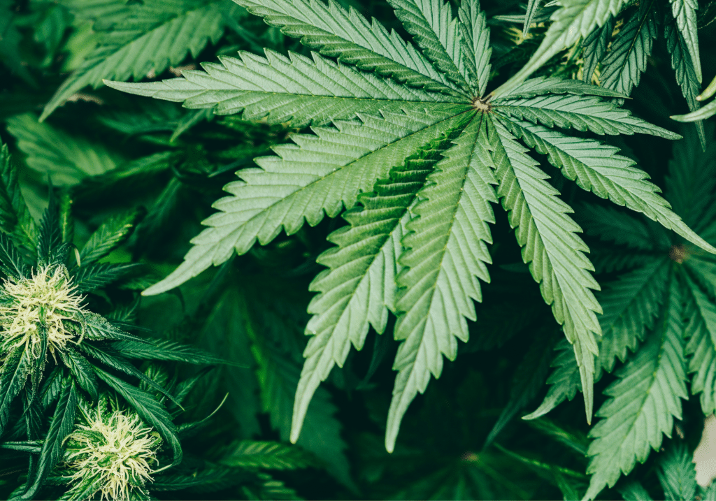 Seedbank Website Blog Banner 1 1