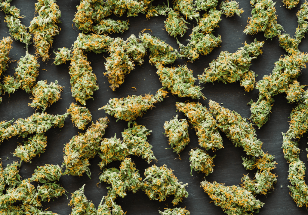 Seedbank Website Blog Banner 2
