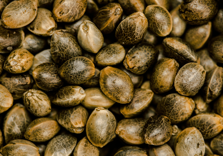 Seedbank Website Blog Banner 3