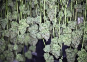curing cannabis