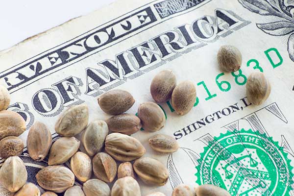 seedbank cannabis seeds affiliate program