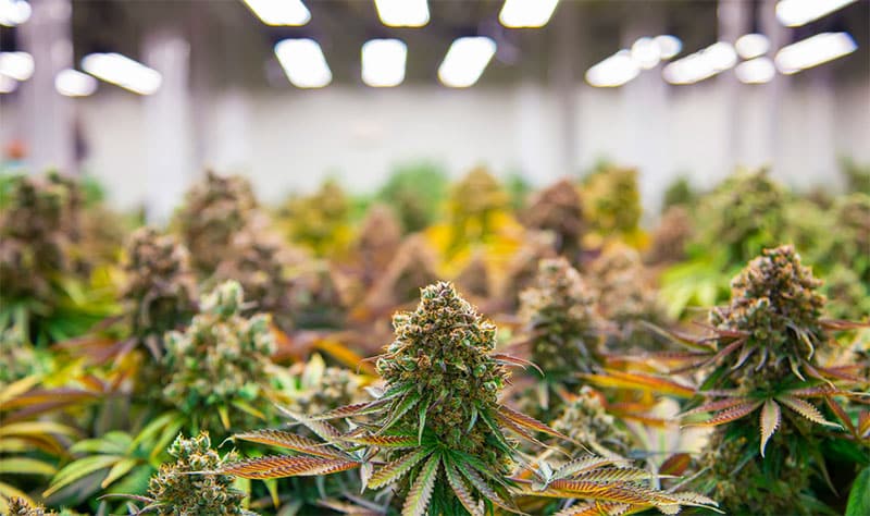 buy autoflower seeds online