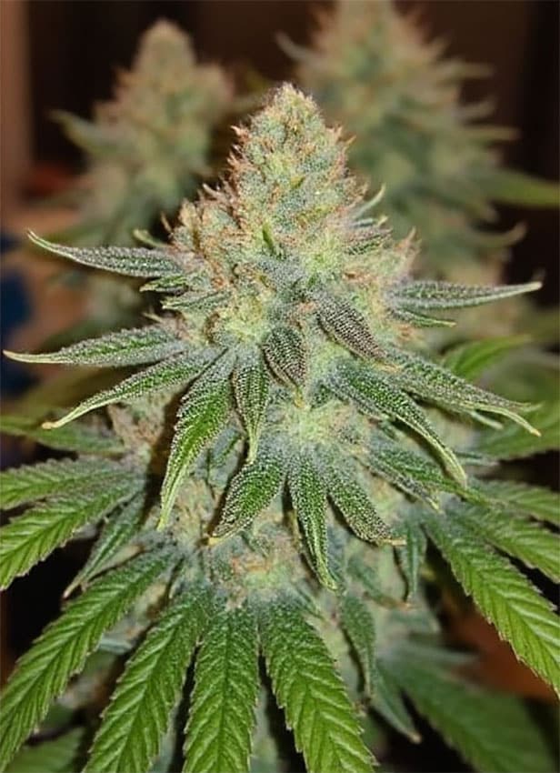Godfather OG Seeds godfather og cannabis seeds a close up of a godfather og cannabis plant