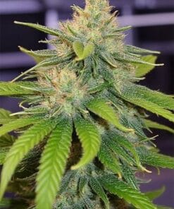 Godfather OG Seeds godfather og weed seeds seedbank godfather og weed seeds