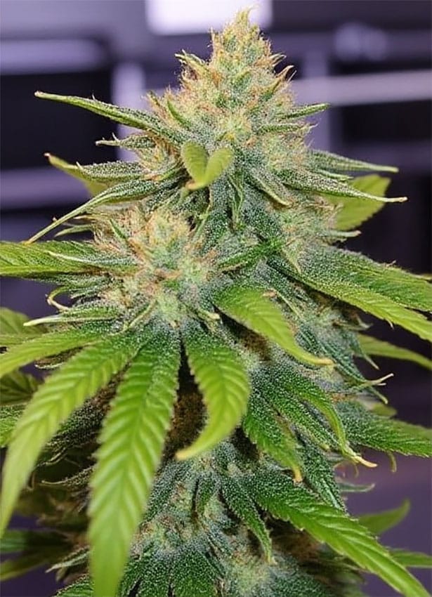 Godfather OG Seeds godfather og weed seeds seedbank godfather og weed seeds
