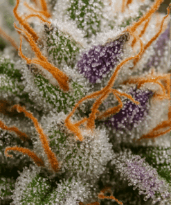 apple fritter seeds for sale 3