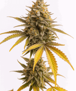 cereal milk cannabis seeds
