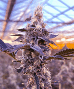 Close-up of cannabis flower buds