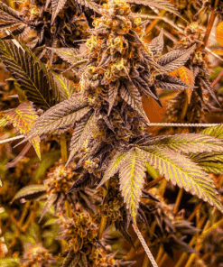 Close-up of GMO cannabis strain flower buds