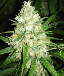 Close-up of cannabis flower buds