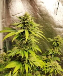 acapulco gold cannabis plant with dense buds