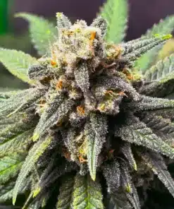 Dense ak-59 cannabis bud with trichomes