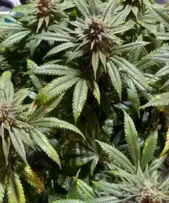 Lush cannabis plant with dense buds.