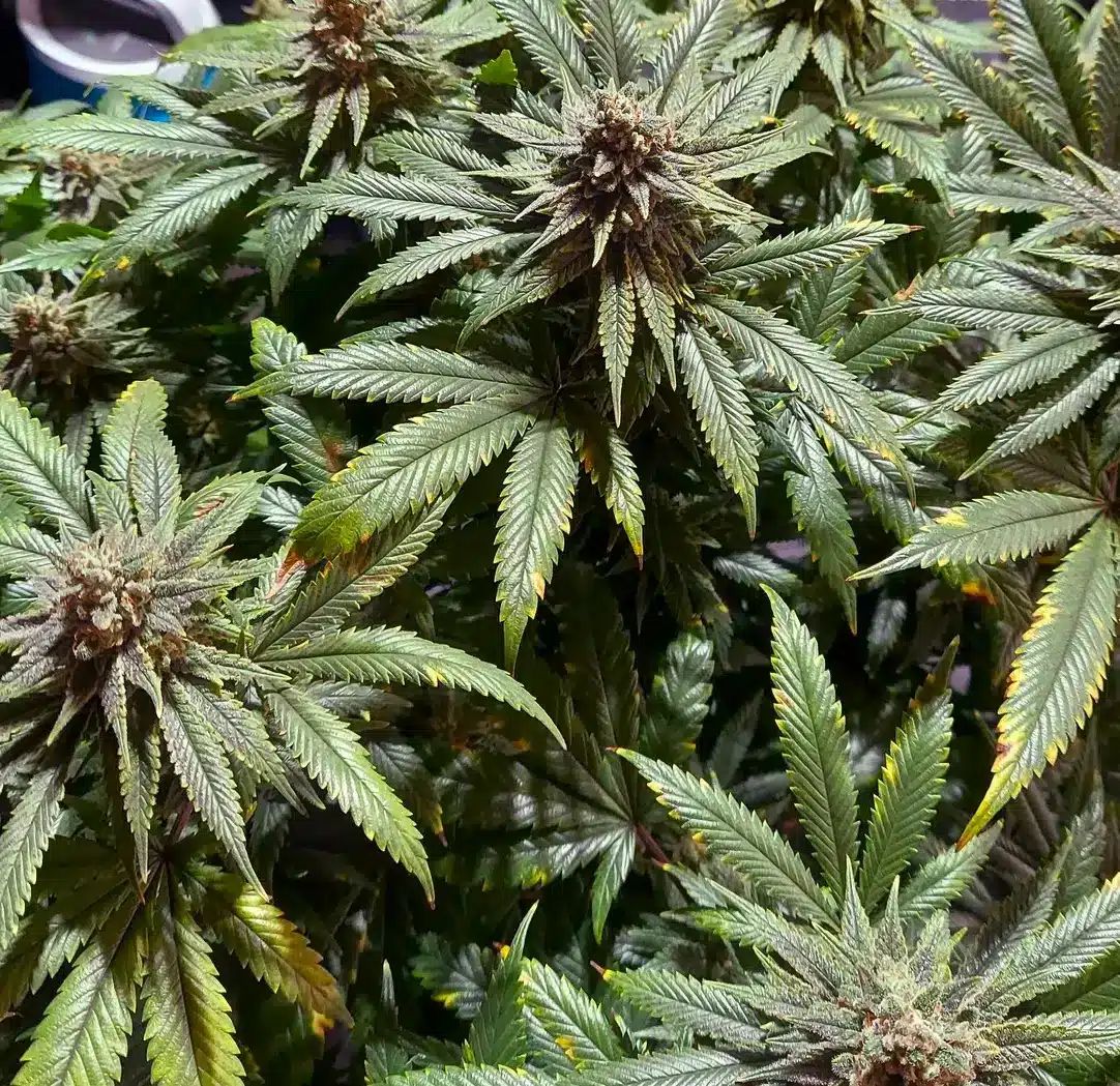 Alien Gorilla Glue Seeds alien gorilla glue seeds Lush cannabis plant with dense buds.