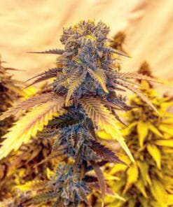 Vibrant ALIEN OG cannabis plant with purple buds