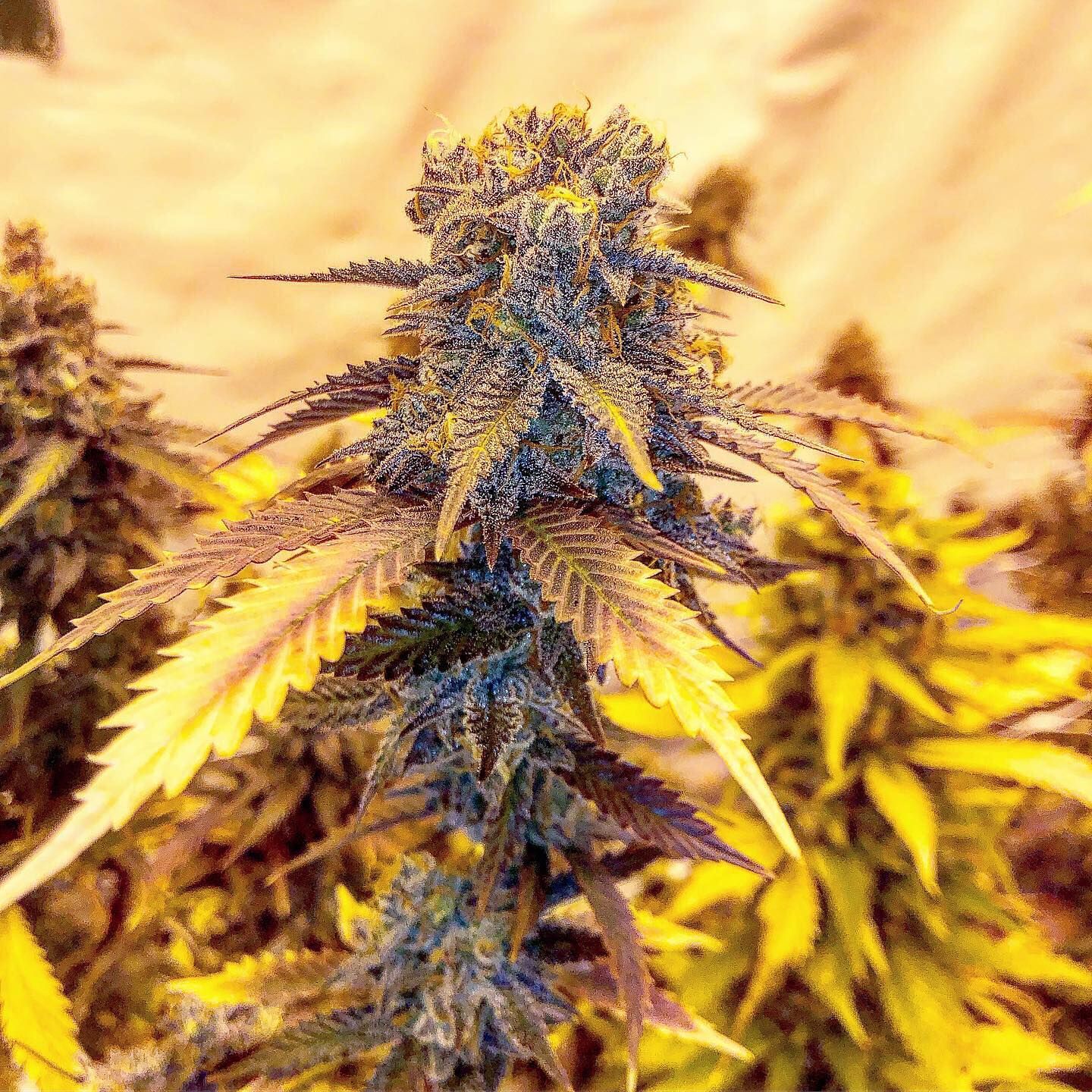 Alien OG Seeds alien og seeds seedbank Vibrant ALIEN OG cannabis plant with purple buds