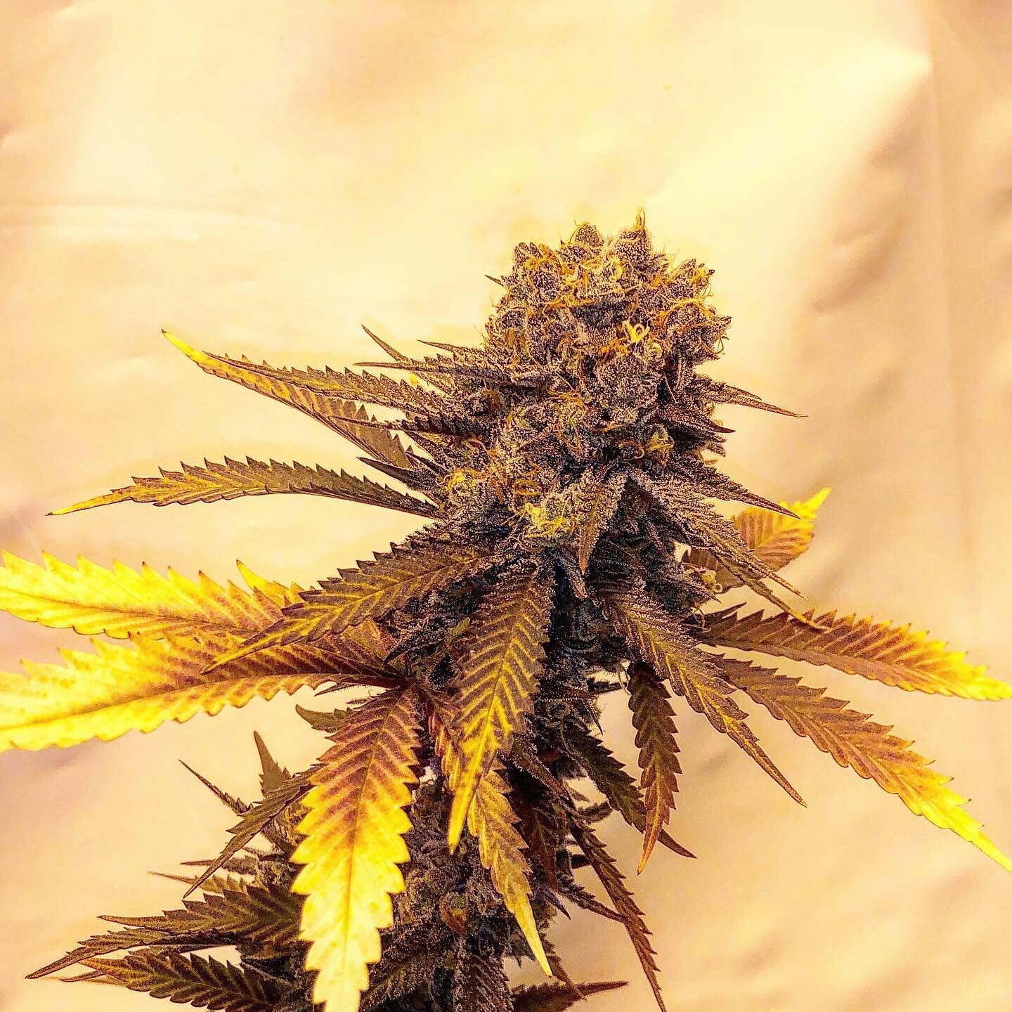 Alien OG Seeds alien og seeds seedbank seeds for sale Vibrant ALIEN OG cannabis plant with purple buds