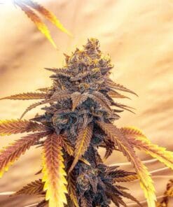 Alien OG Seeds alien og seeds weed seeds for sale Close-up of alien og cannabis plant bud