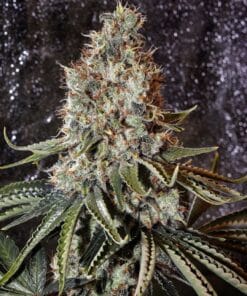 Dense amnesia lemon cannabis bud with vibrant leaves