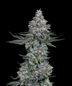Dense animal mints seeds cannabis flower with purple hues