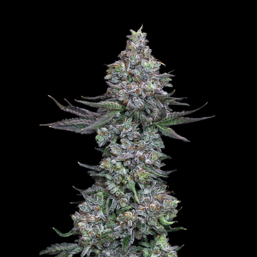 Animal Mints Seeds animal mints cannabis seeds for sale Dense animal mints seeds cannabis flower with purple hues