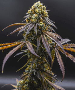 Vibrant animal runtz cannabis plant with colorful leaves