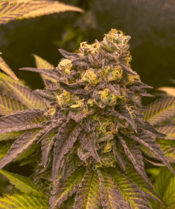 Close-up of purple apple cake cannabis strain